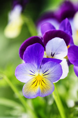 Spring pansy flowers.