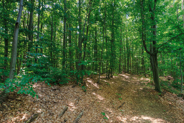 path through primeval beech forest. beautiful summer scenery