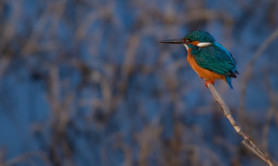 カワセミの縄張り視察