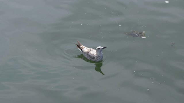 Northern fulmar swimming on the sea surface and looking around