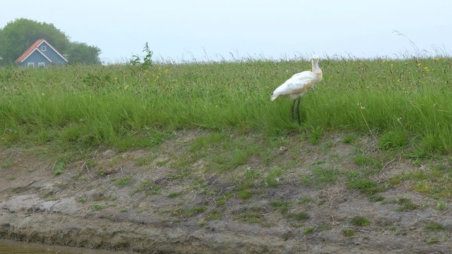 Yellow-billed spoonbill in the wetlands of Texel island, Netherlands