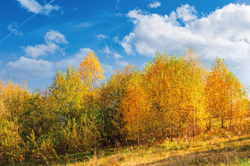 Fototapeta premium birch trees in golden foliage on the hill. beautiful fall scenery on a bright day beneath a blue sky with fluffy clouds