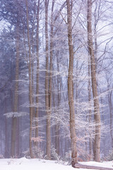 winter forest in fog and hoarfrost. beautiful woodland scenery in the morning. wonderful nature scenry