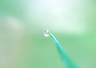 Lush green grass on the grass field with dew drops in the morning