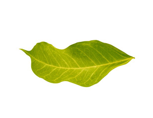 Fototapeta na wymiar leaves Green