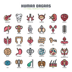 Human organs , Thin Line and Pixel Perfect Icons