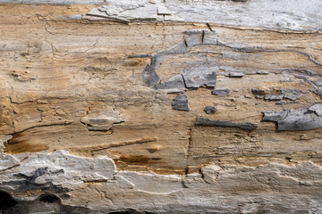 Background image. Natural wooden board texture photo