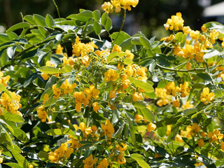 Rameaux et fleurs jaune dor&eacute; de s&eacute;n&eacute; d'alexandrie | Senna alexandrina