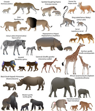 Collection of animals with cubs living in the territory of Africa, in colour image