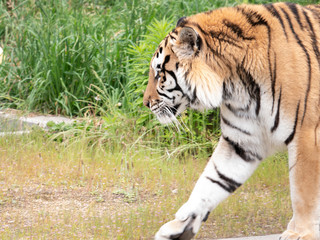 Fototapeta na wymiar Tiger relaxing at the zoo