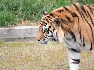 Obraz premium Tiger relaxing at the zoo