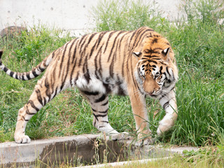 Tiger relaxing at the zoo