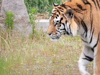 Tiger relaxing at the zoo