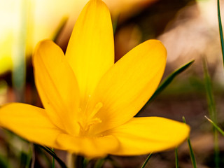 Yellow flower in spring