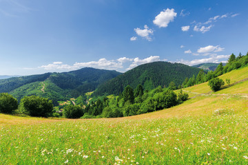 Naklejka na ściany i meble beautiful mountain landscape in summer. grassy meadow with wild herbs on rolling hills. ridge in the distance. amazing sunny weather with fluffy clouds on the blue sky