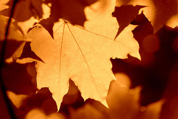 Naklejka na ściany i meble Maple leaf lit by the sun on a sunny day close-up. Autumn background