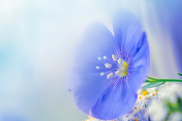 a light photo of a gentle blue flower of wild geranium on a white smoky background, close-up