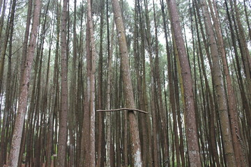 Fototapeta premium trees in swamp