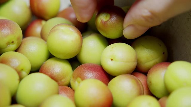 After removing the stem end of Japanese Ume (making UMEBOSHI) at home kitchen, Tokyo, Japan. May 2019. Camera fixed, Extreme close-up, high angle