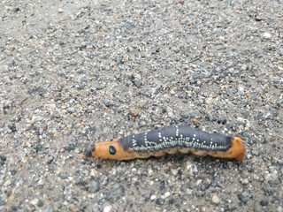 caterpillar on leaf