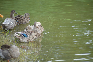 Ducks and swans from the family Anatidae swimming in a pond.