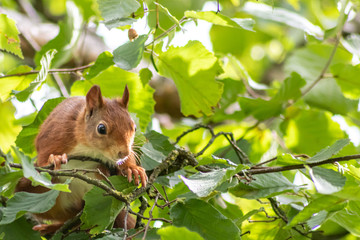 Rot-braunes Eurasisches Eichhörnchen ist auf Futtersuche in einem Haselnussstrauch und springt von Ast zu Ast auf der Jagd nach Haselnüssen und leckeren Eicheln für die Anlage von Winterspeck © sunakri