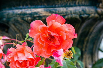 Colorful blooming roses