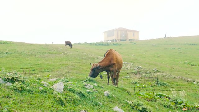 A cow eats grass high in the mountains of Georgia. Alpine cow in the meadow