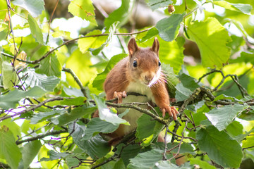 Rot-braunes Eurasisches Eichhörnchen ist auf Futtersuche in einem Haselnussstrauch und springt von Ast zu Ast auf der Jagd nach Haselnüssen und leckeren Eicheln für die Anlage von Winterspeck
