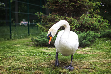 White swan in a meadow near the lake.