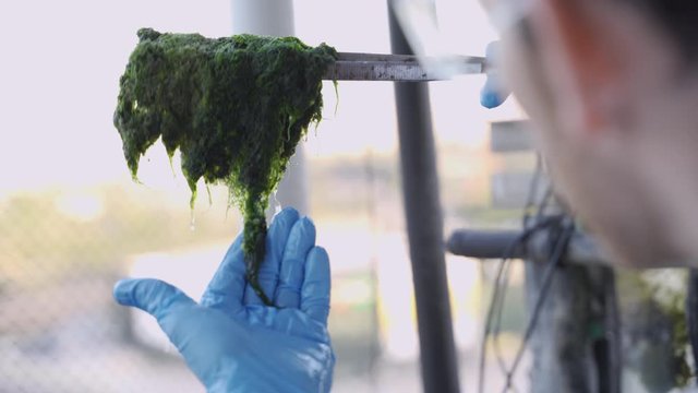 Scientist checking lab-grown algae for research in biotech and food engineering
