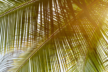 Close up green leaves of coconut palm tree, toned with sunlight. Summer bright background. Travel concept.