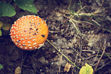 Amanita in the forest.