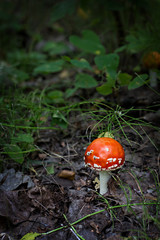 Amanita in the forest.