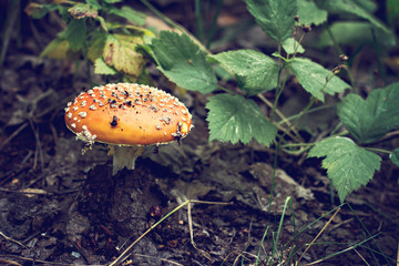 Amanita in the forest.