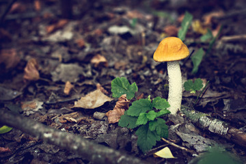 White mushroom in the forest.