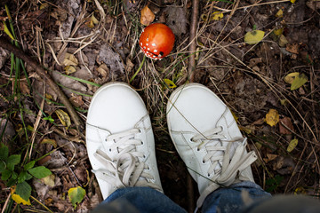 Amanita in the forest.