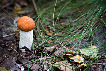 White mushroom in the forest.