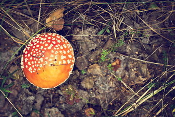 Amanita in the forest.