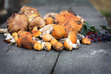 Forest mushrooms on a wooden background.