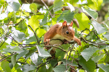 Rot-braunes Eurasisches Eichhörnchen ist auf Futtersuche in einem Haselnussstrauch und springt von Ast zu Ast auf der Jagd nach Haselnüssen und leckeren Eicheln für die Anlage von Winterspeck