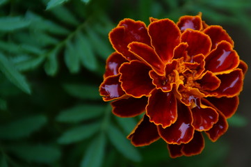 Small velvet orange flower with dew drops close-up.