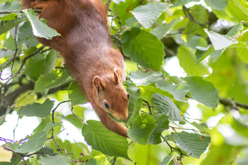 Rot-braunes Eurasisches Eichhörnchen ist auf Futtersuche in einem Haselnussstrauch und springt von Ast zu Ast auf der Jagd nach Haselnüssen und leckeren Eicheln für die Anlage von Winterspeck © sunakri