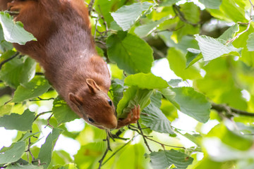 Rot-braunes Eurasisches Eichhörnchen ist auf Futtersuche in einem Haselnussstrauch und springt von Ast zu Ast auf der Jagd nach Haselnüssen und leckeren Eicheln für die Anlage von Winterspeck © sunakri