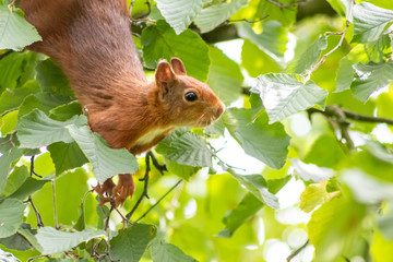 Rot-braunes Eurasisches Eichhörnchen ist auf Futtersuche in einem Haselnussstrauch und springt von Ast zu Ast auf der Jagd nach Haselnüssen und leckeren Eicheln für die Anlage von Winterspeck © sunakri