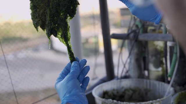Scientist holding algae and checking its status for biotech and food research