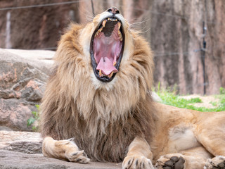 Lions at the zoo on holiday