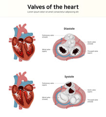 Valves of the heart. Work of the heart valve. Cardiac valves