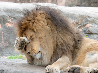 Obraz premium Lions at the zoo on holiday