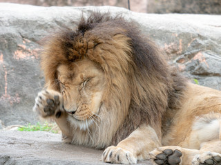 Lions at the zoo on holiday